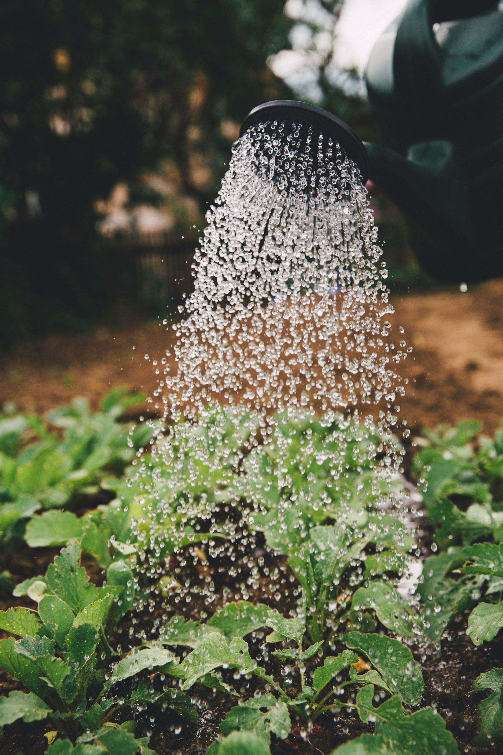 Relationship with plants
